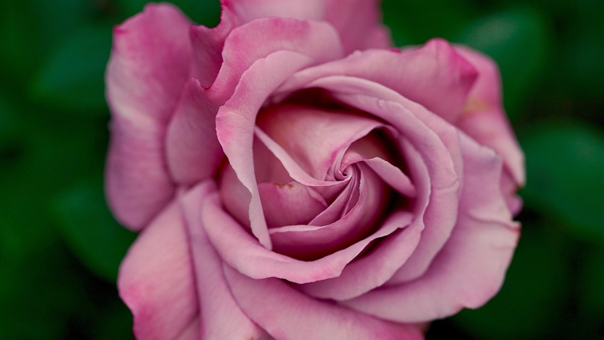 Melatonin pulse treatment for cut roses.jpg